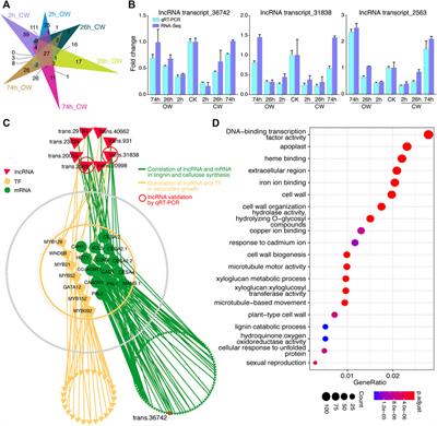 Comprehensive Transcriptome Analysis of Stem-Differentiating Xylem Upon Compression Stress in Cunninghamia Lanceolata